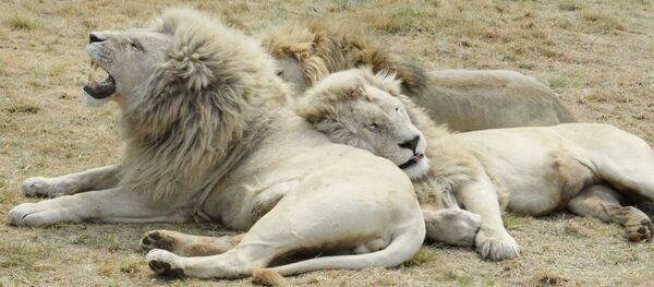 مدينة بريتوريا، جنوب أفريقيا مدينة بريتوريا، جنوب أفريقيا - سبوتنيك عربي