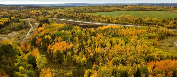 غابة في فصل الخريف في منطقة بيرم - سبوتنيك عربي