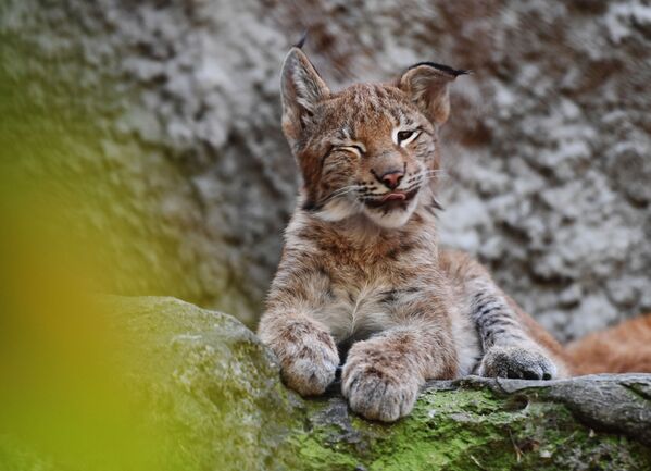 صغير الوشق الأوروبي الآسيوي في حديقة حيوانات موسكو - سبوتنيك عربي