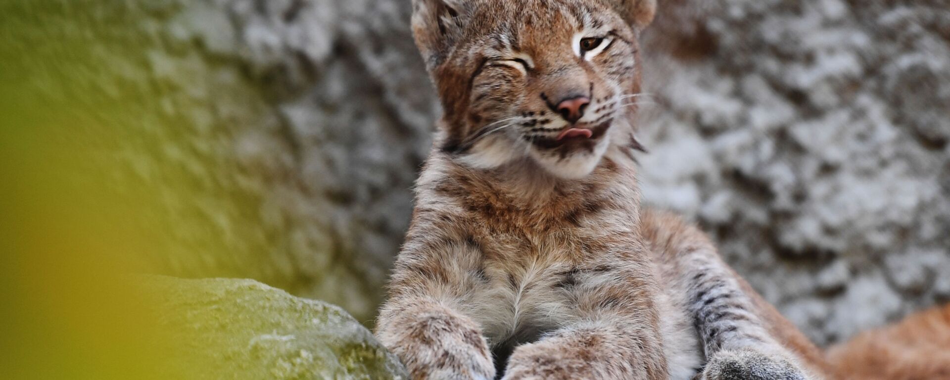 صغير الوشق الأوروبي الآسيوي في حديقة حيوانات موسكو - سبوتنيك عربي, 1920, 22.03.2025