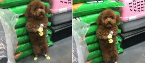 شاهدة عقوبة كلب قام بالتبول على منتجات أحد المحال التجارية - سبوتنيك عربي