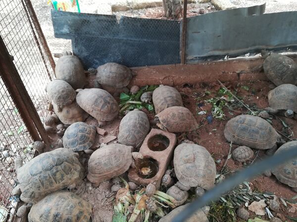 سوري أنقذ سلحفاة في زمن الحرب أبو عبدو - سبوتنيك عربي