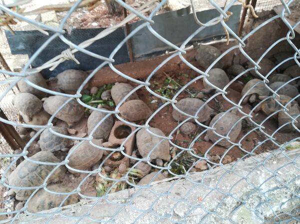 سوري أنقذ سلحفاة في زمن الحرب أبو عبدو - سبوتنيك عربي