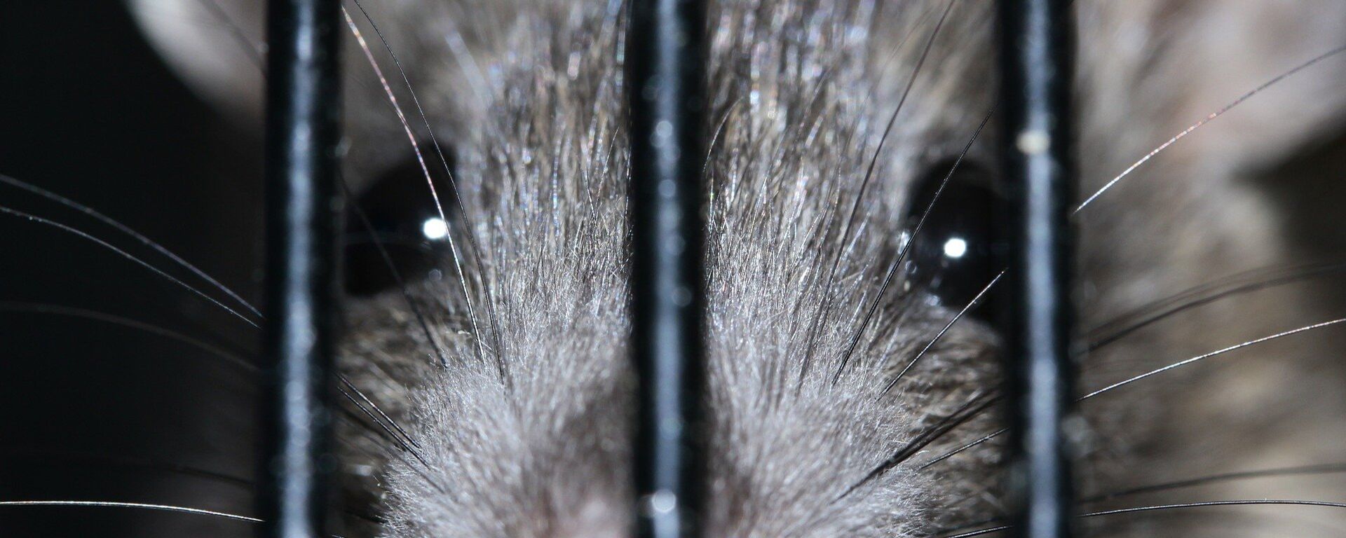 فأر - سبوتنيك عربي, 1920, 19.02.2025