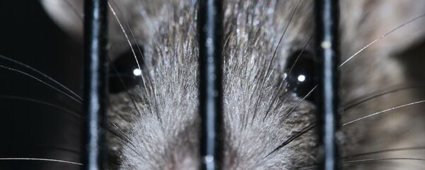 فأر - سبوتنيك عربي