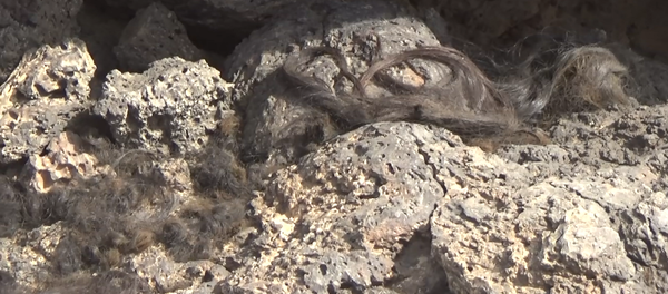 ماراتون جز اللحى ينطلق...الجيش السوري يقتحم تلول الصفا والدواعش ينزعون أسلحتهم ولحاهم - سبوتنيك عربي