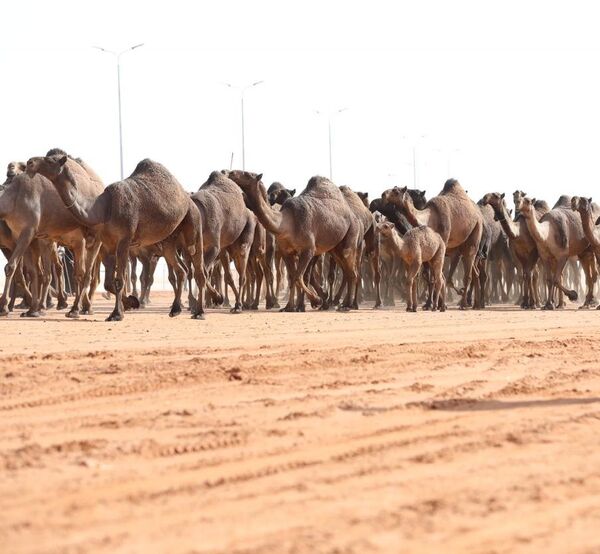 إبل خلال سيرها في المراح - سبوتنيك عربي