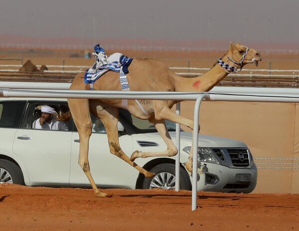 ناقة خلال عملية تمرينها - سبوتنيك عربي