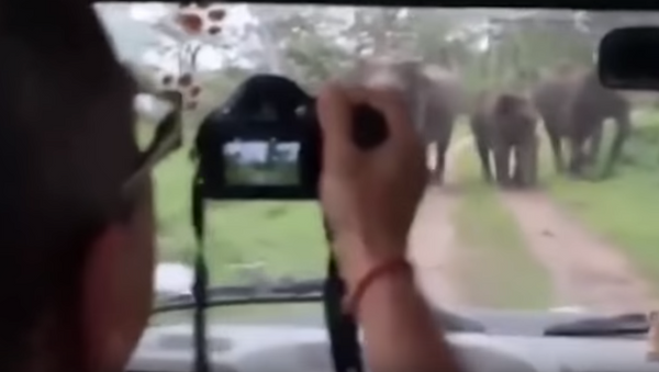 قطيع فيلة يهاجم السياح - سبوتنيك عربي