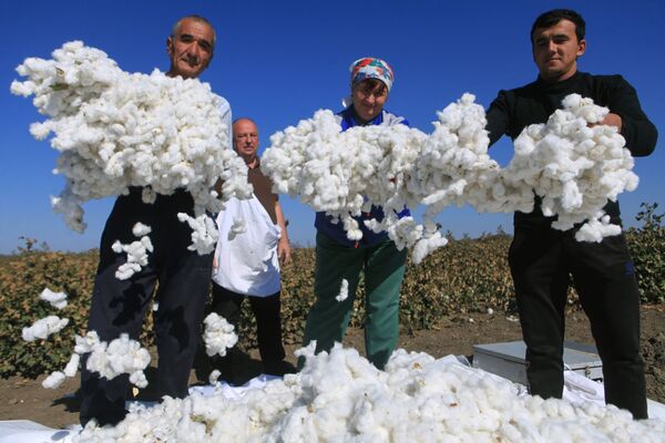 حصاد القطن في مقاطعة إيزوبيليننسكي في إقليم ستافروبول الروسي لأول مرة منذ 50 عامًا - سبوتنيك عربي