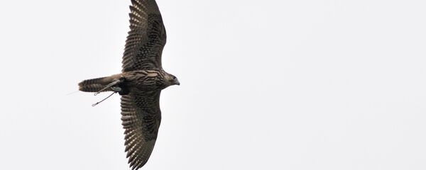 صقر صقر - سبوتنيك عربي