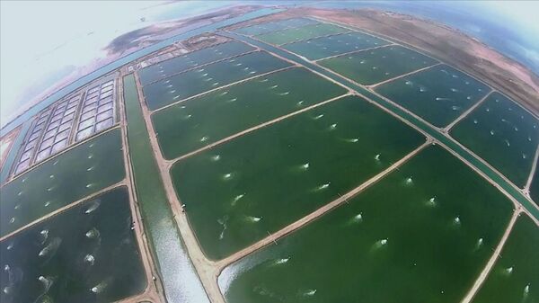 مزرعة سمك الروبيان على شاطئ بحر الليث - سبوتنيك عربي