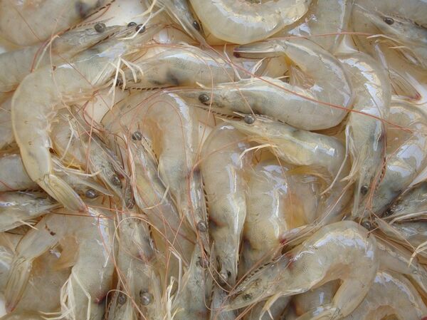 سمك الروبيان البانمي - سبوتنيك عربي