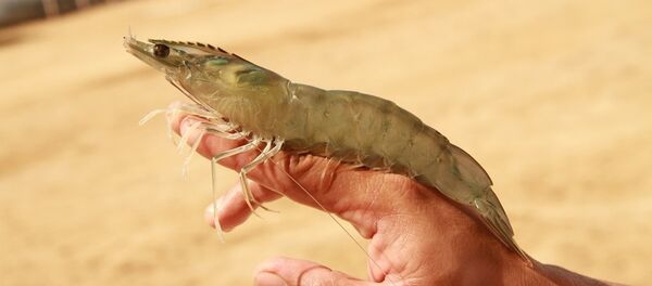سمك الروبيان البانمي - سبوتنيك عربي