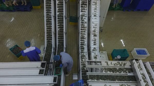 عملية فرز السمك والروبيان - سبوتنيك عربي