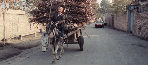حمار - سبوتنيك عربي
