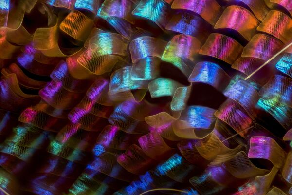 صورة أجنحة فراشة مدغشقر  Urania ripheus، للمصور لوسيانو أندريس ريتشينو، الحائزة على المرتبة الـ 12 في المسابقة - سبوتنيك عربي