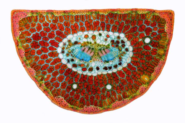 صورة بعنوان تكبير العدسة الشيشية (صورة لشريحة عرضية لصنوبر بوسني)، للمصور أناتولي ميخالتسوف، في فئة Honorable Mentions - سبوتنيك عربي