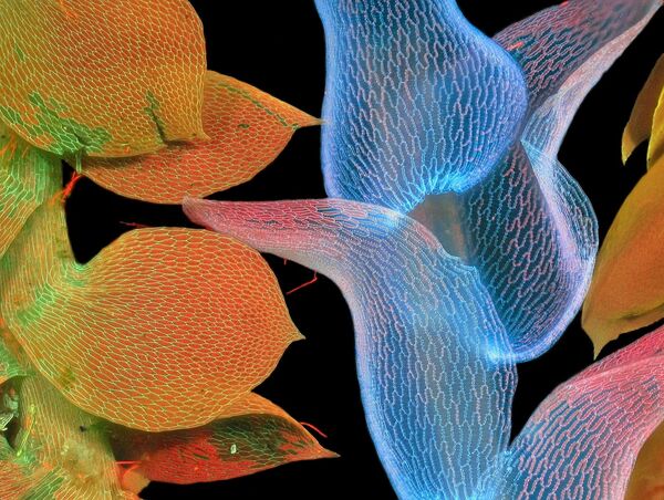 صورة بعنوان الطحالب، للمصور جاسيك مايسلوسكي، في فئة Honorable Mentions - سبوتنيك عربي