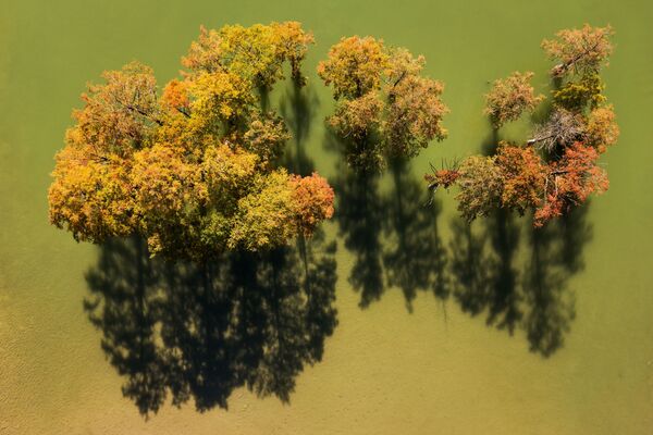 أشجار السرو في بحيرة السرو في إقليم كراسنويارسك - سبوتنيك عربي
