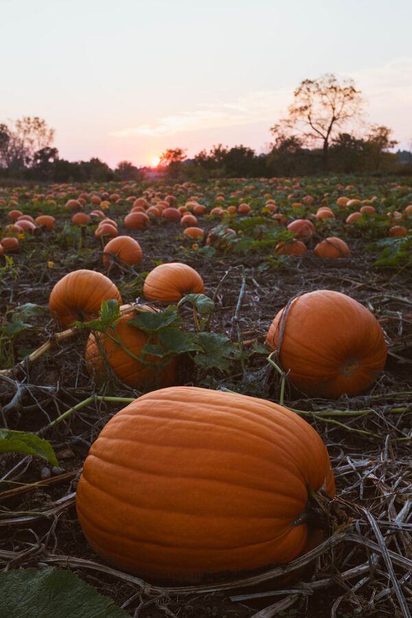 اليقطين الناضج في ولاية ميشيغان، الولايات المتحدة الأمريكية - سبوتنيك عربي