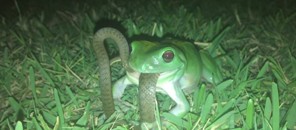 ضفدع يحاول ابتلاع أفعى - سبوتنيك عربي