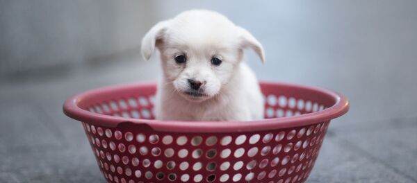 جرو صغير - سبوتنيك عربي