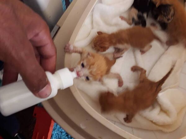 شاب ليبي يقوم برعاية قطط الشوارع - سبوتنيك عربي