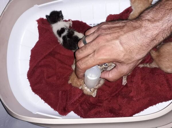 شاب ليبي يقوم برعاية قطط الشوارع - سبوتنيك عربي