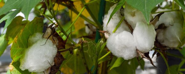 بذور قطن معدل وراثيا - سبوتنيك عربي