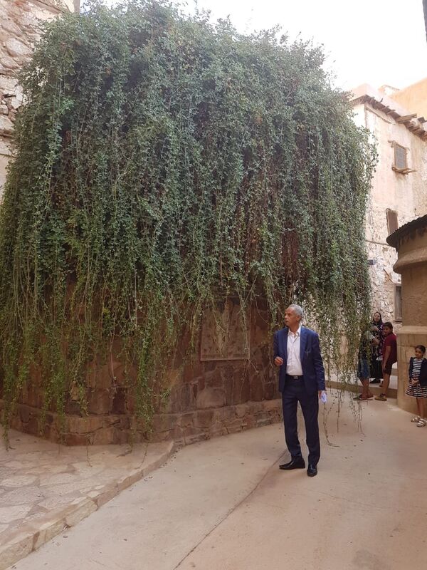 الشجرة المقدسة بدير سانت كاترين - سبوتنيك عربي