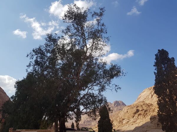 دير سانت كاترين - سبوتنيك عربي