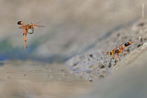 صورة (Mud-rolling mud-dauber)، للمصور جيورجينا ستايتلير من أستراليا، الفائز في فئة سلوك: اللافقاريات بالمسابقة - سبوتنيك عربي