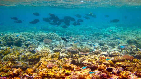 الحيد المرجاني العظيم في أستراليا - سبوتنيك عربي