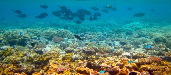 الحيد المرجاني العظيم في أستراليا - سبوتنيك عربي