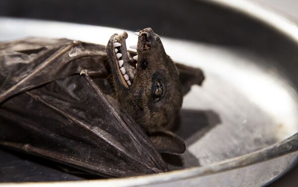 طبق من وطواط طبق من وطواط - سبوتنيك عربي