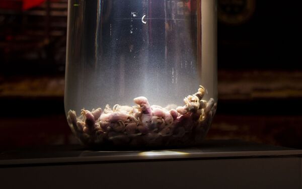 نبيذ من الفئران نبيذ من الفئران - سبوتنيك عربي