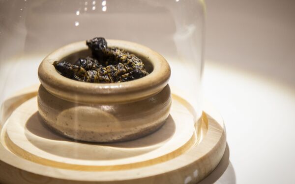 طبق أفريقي- ديدان موبان طبق أفريقي- ديدان موبان - سبوتنيك عربي