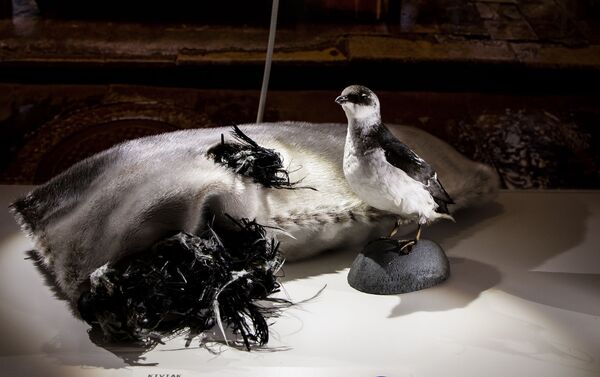 كيفياك - هو طعام تقليدي يطبخ في فصل الشتاء، من جرينلاند ، وهو يُعد من الطيور الصغيرة، المخمرة في جلد حيوان الختم كيفياك - هو طعام تقليدي يطبخ في فصل الشتاء، من جرينلاند ، وهو يُعد من الطيور الصغيرة، المخمرة في جلد حيوان الختم - سبوتنيك عربي