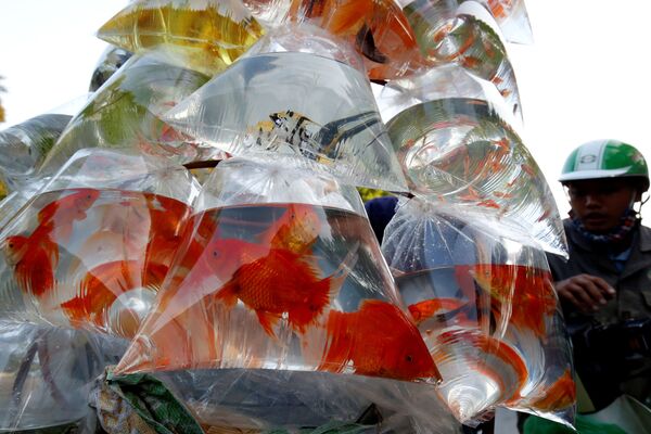 أسماك الزينة للبيع في أكياس بلاستيكية في شارع في هانوي، فيتنام 30 أكتوبر/ الأول 2018 - سبوتنيك عربي