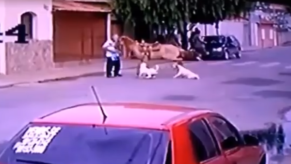 حصان يفوز على كلبين من أقوى كلاب العالم - سبوتنيك عربي