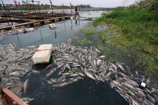 أسماك نهر دجلة النافقة في العراق - سبوتنيك عربي