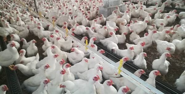 مدجنة في محافظة طرطوس في سوريا - سبوتنيك عربي