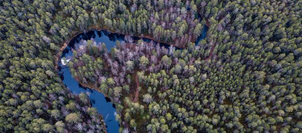 غابات روسية - سبوتنيك عربي