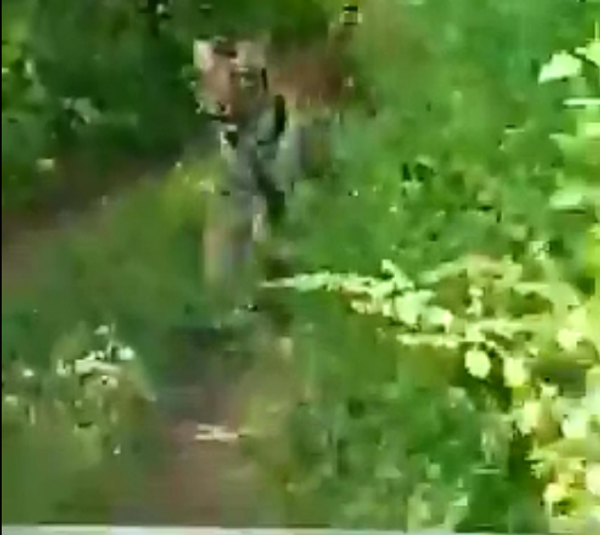 نمر يطارد سياحا في رحلة سفاري - سبوتنيك عربي