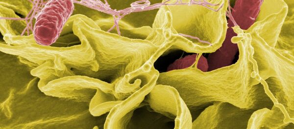 السلمونيلا - سبوتنيك عربي