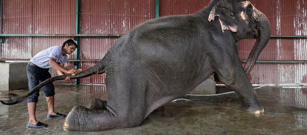أنثى فيل تتلقى حماما من جانب أحد العاملين في أول مستشقى للفيلة في الهند - سبوتنيك عربي