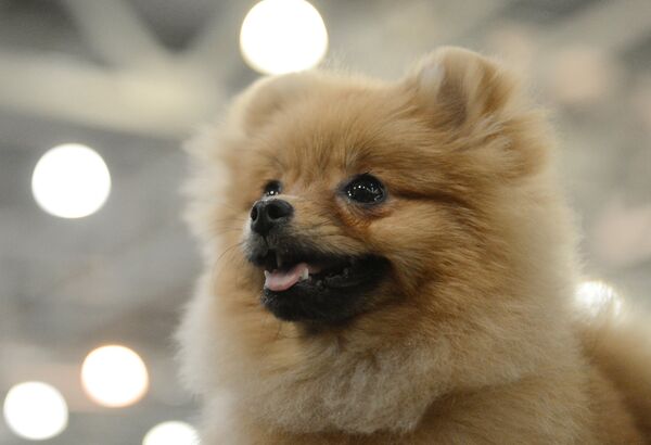 معرض الكلاب في موسكو، كلب من نوع بوميرانيا سبيتز معرض الكلاب في موسكو، كلب من نوع بوميرانيا سبيتز - سبوتنيك عربي