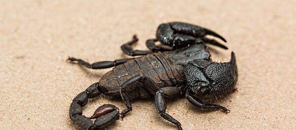 عقرب - سبوتنيك عربي