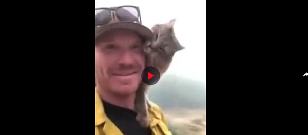 رجل إطفاء ينقذ قطا من حرائق كاليفورنيا - سبوتنيك عربي